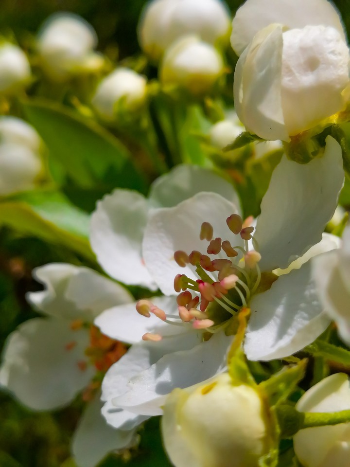 Flowering