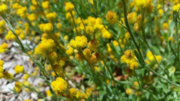 Yellow Flowers