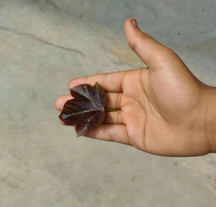 cute hand holding a cute leaf