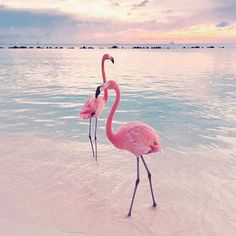 Flamingo