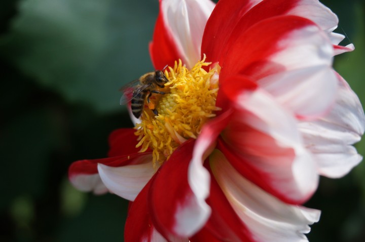 Little bee