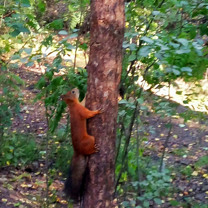 Белка. Squirel.