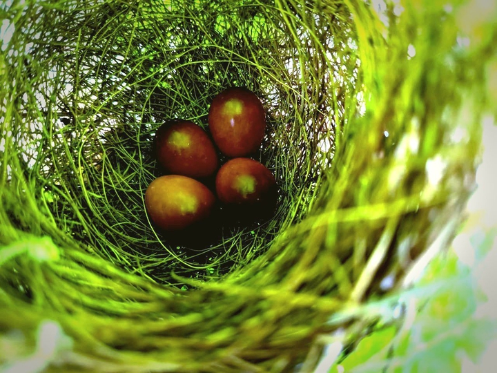 nature's gift