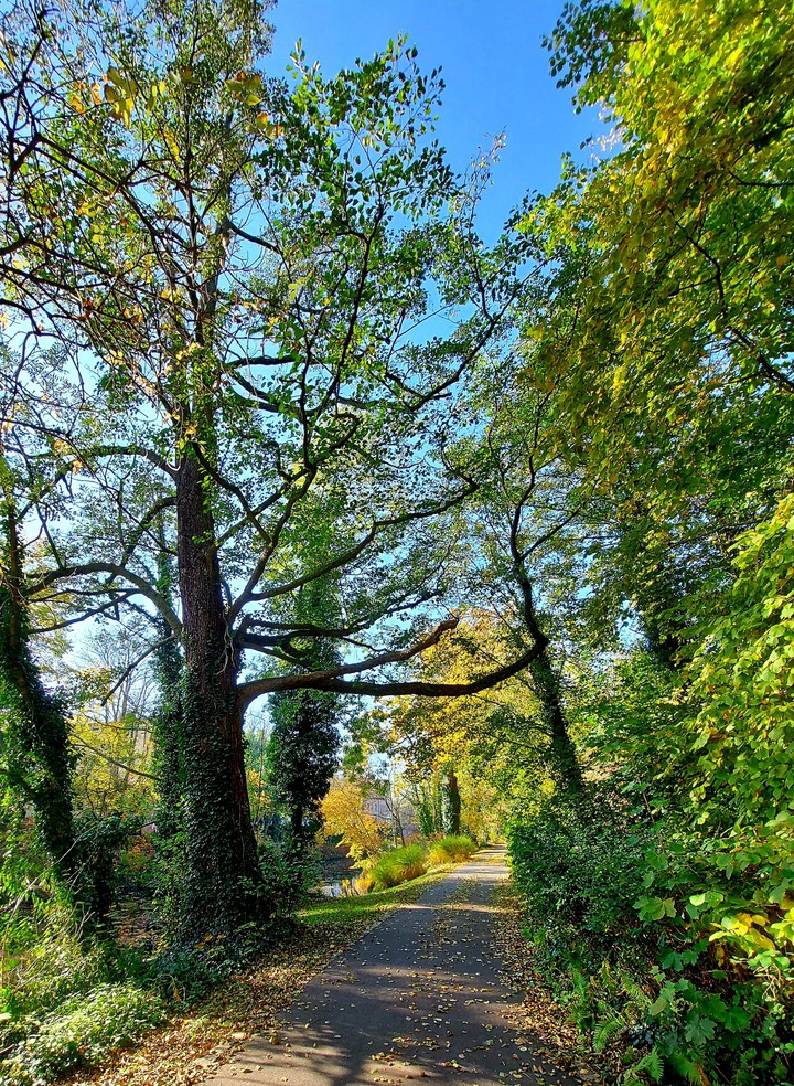 Baum ?allee