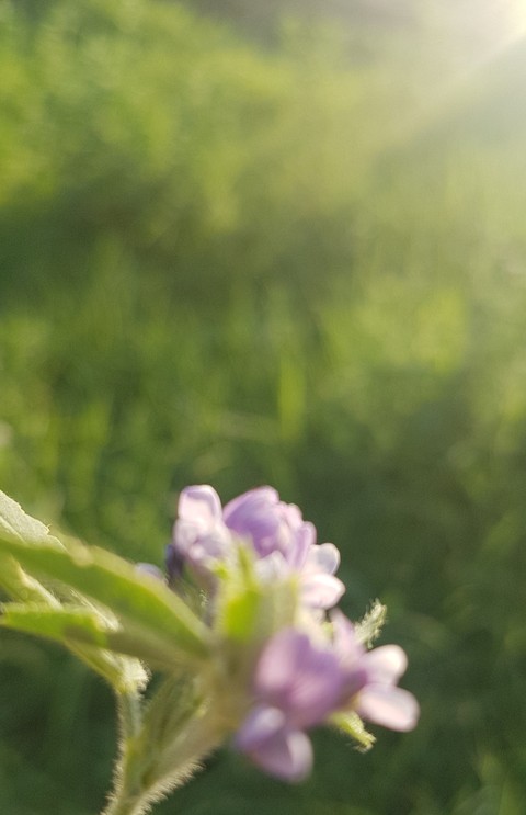 Grow