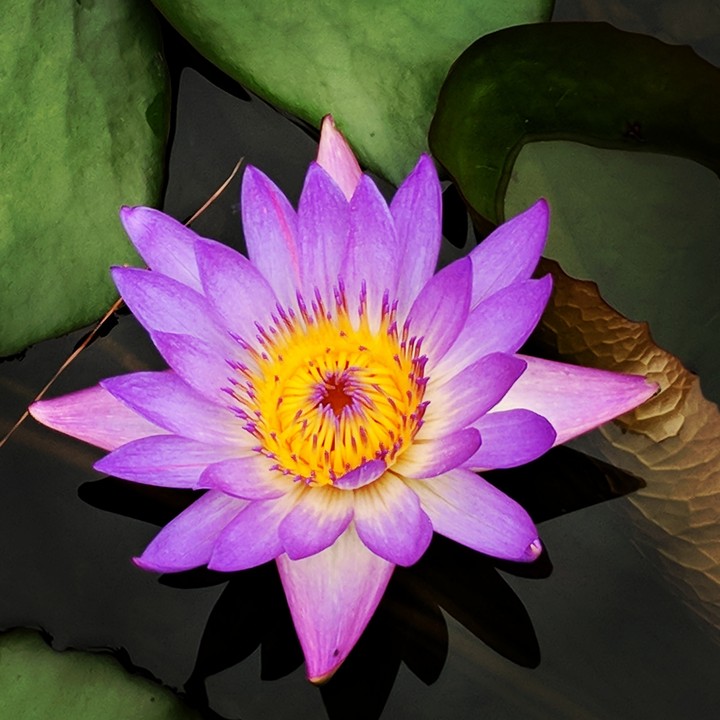 Lovely Lotus