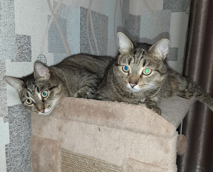 2 кота