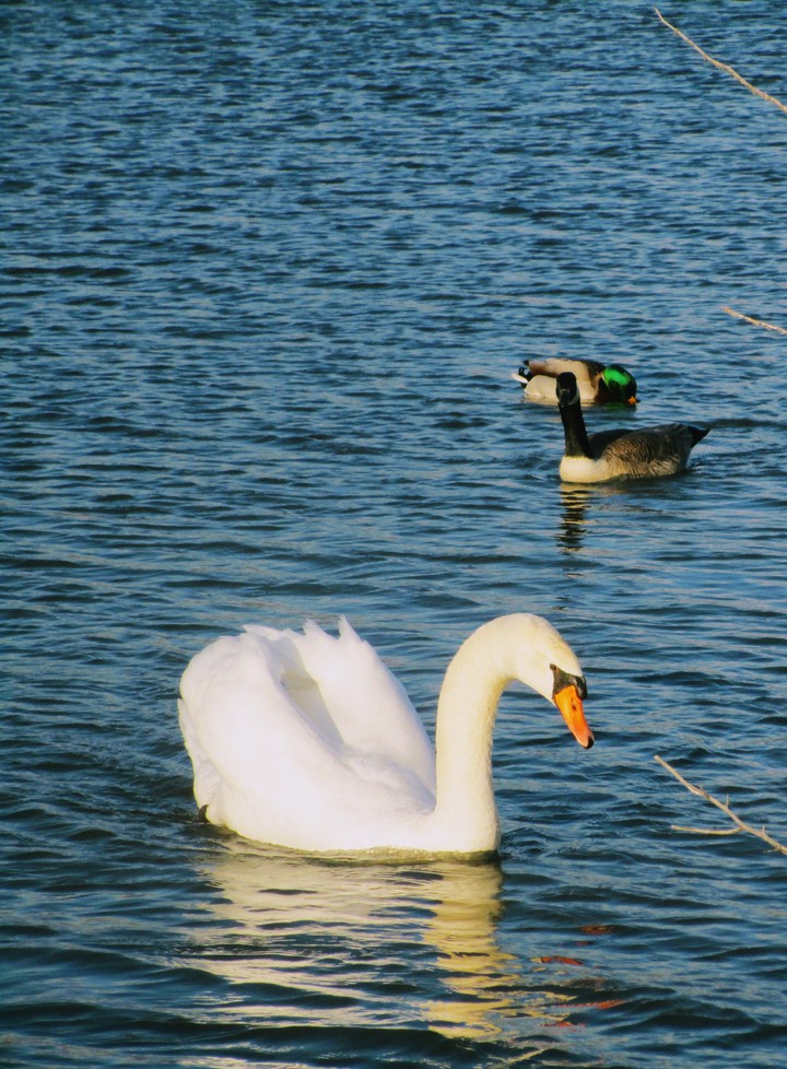 Swan