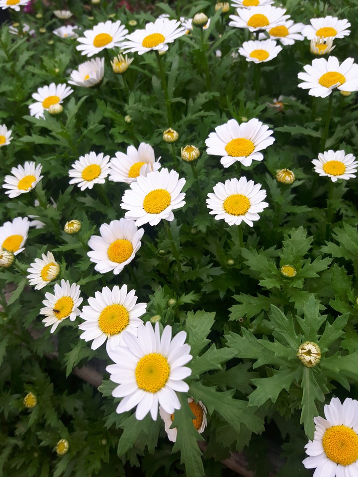 flowers