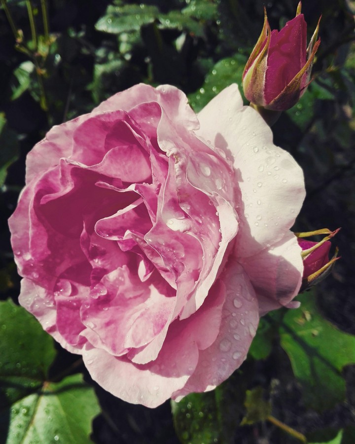 Pink roses