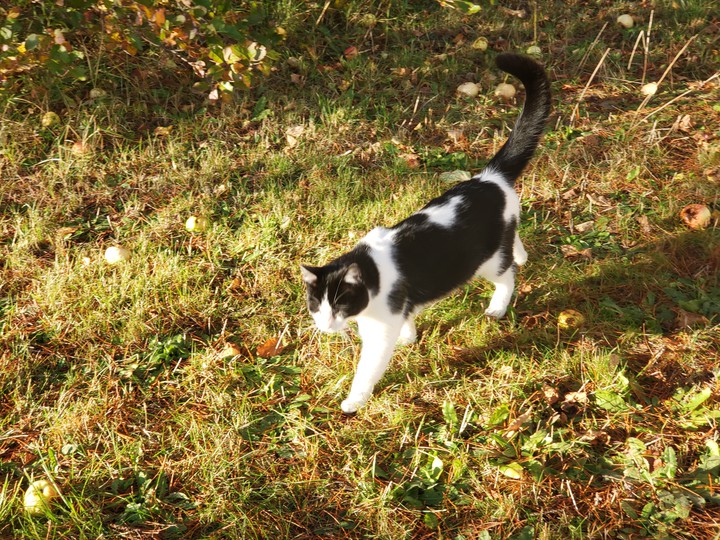 cat