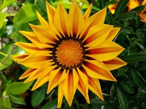 Fiore