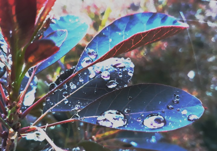 spring rain