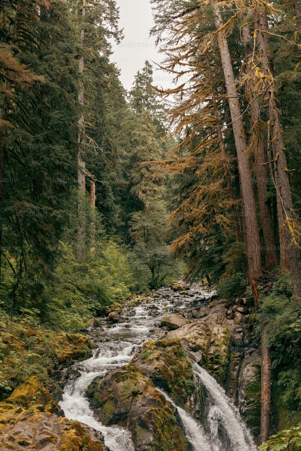 тапети forest, watercourse