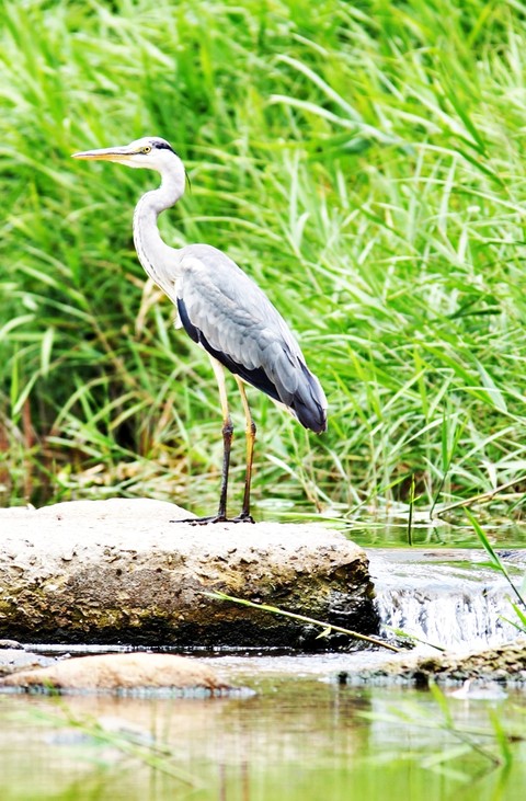 обои bird, Crane
