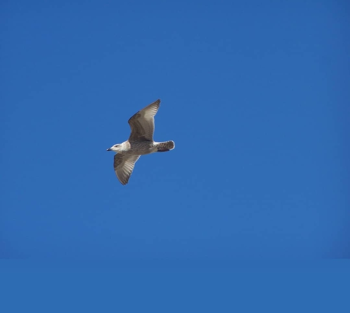 une mouette