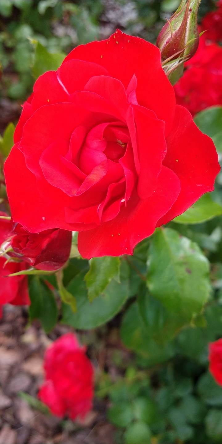 Rosà