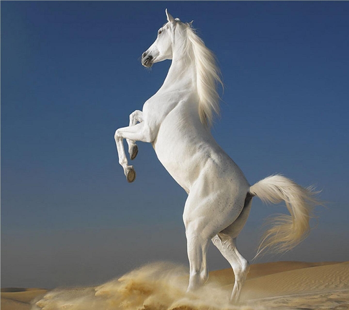 arabi horse
