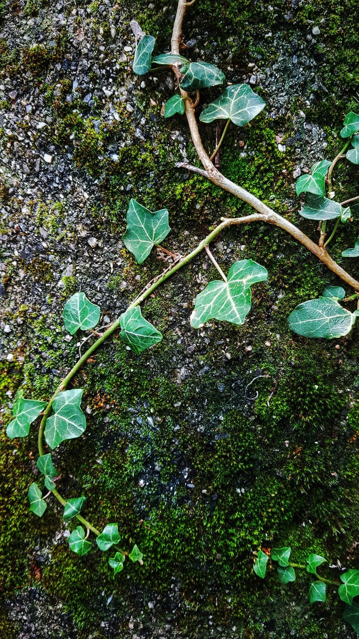 Hedera Helix