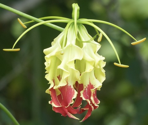 רקעים flower, fritillaries