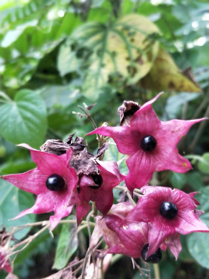 Beautiful flower !!