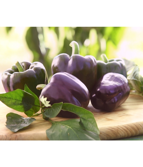 Paprika Lila