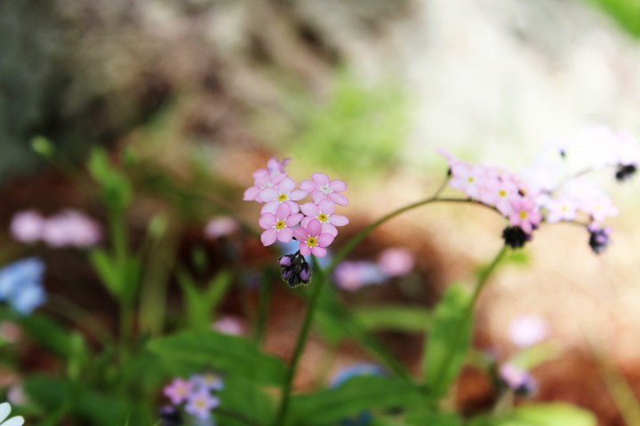 Pink flowers