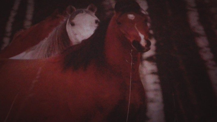horses