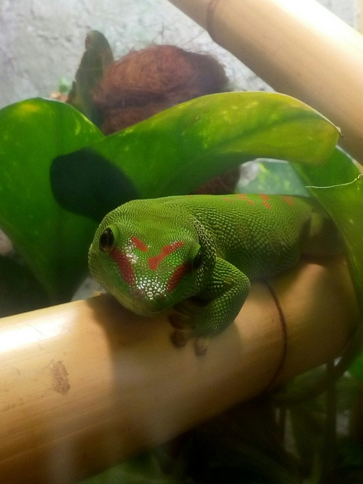 Phelsuma