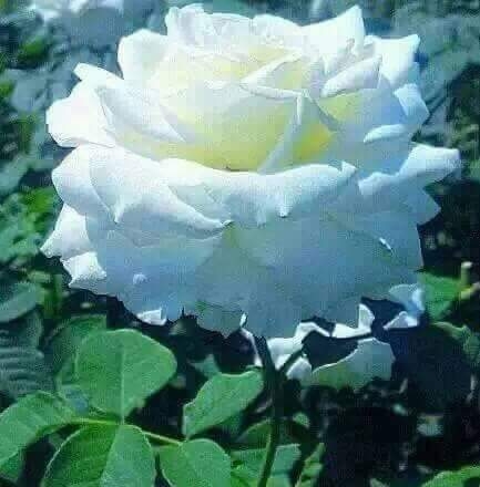 white rose