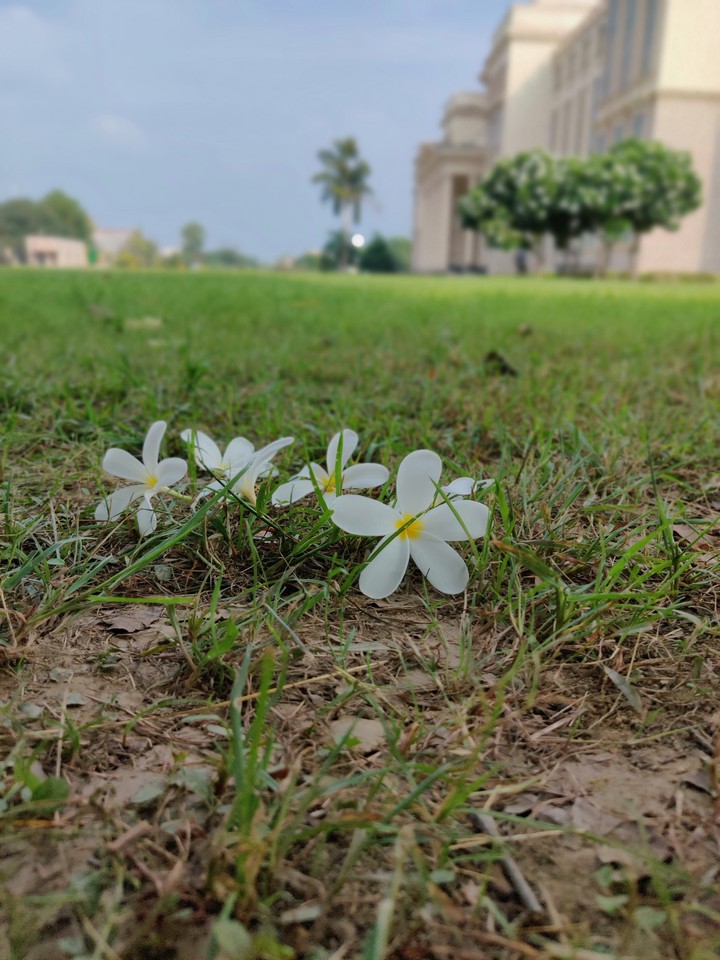 flower!