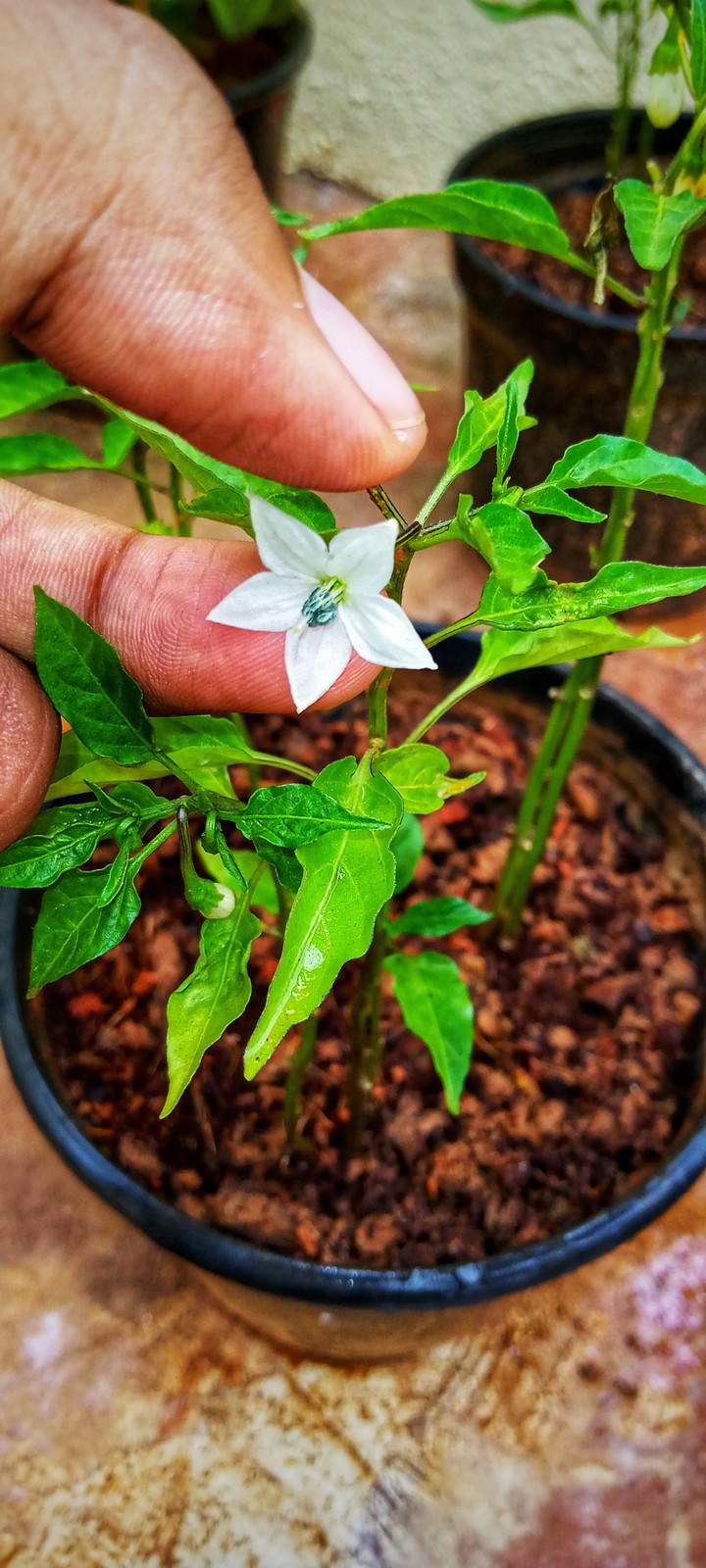 chilly plant is flowering ❤️