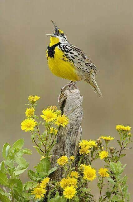 beleza da natureza