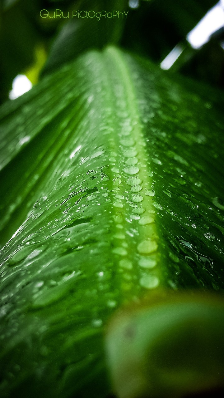 rain drop in leaf