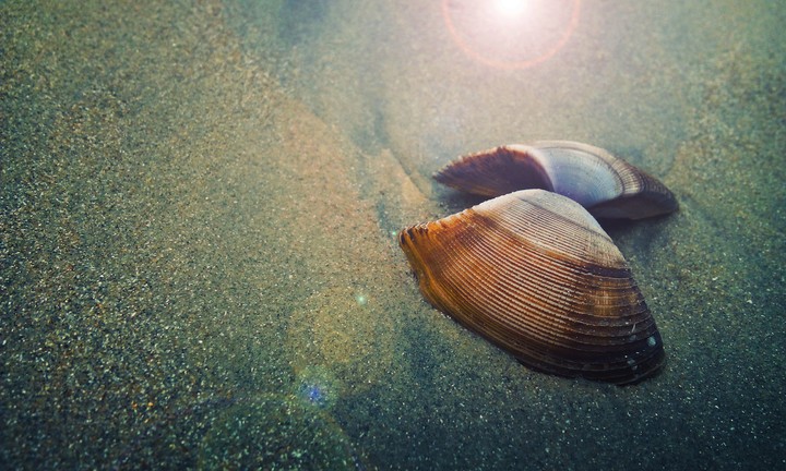 shell