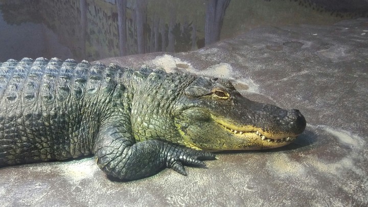 Alligator, Cape May Zoo