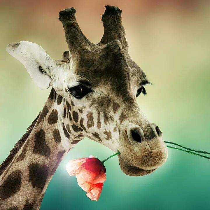 girafe