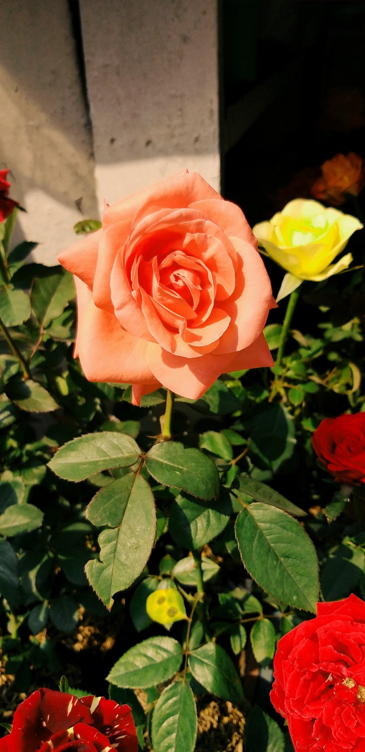 Rose