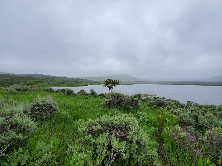 tree among sage