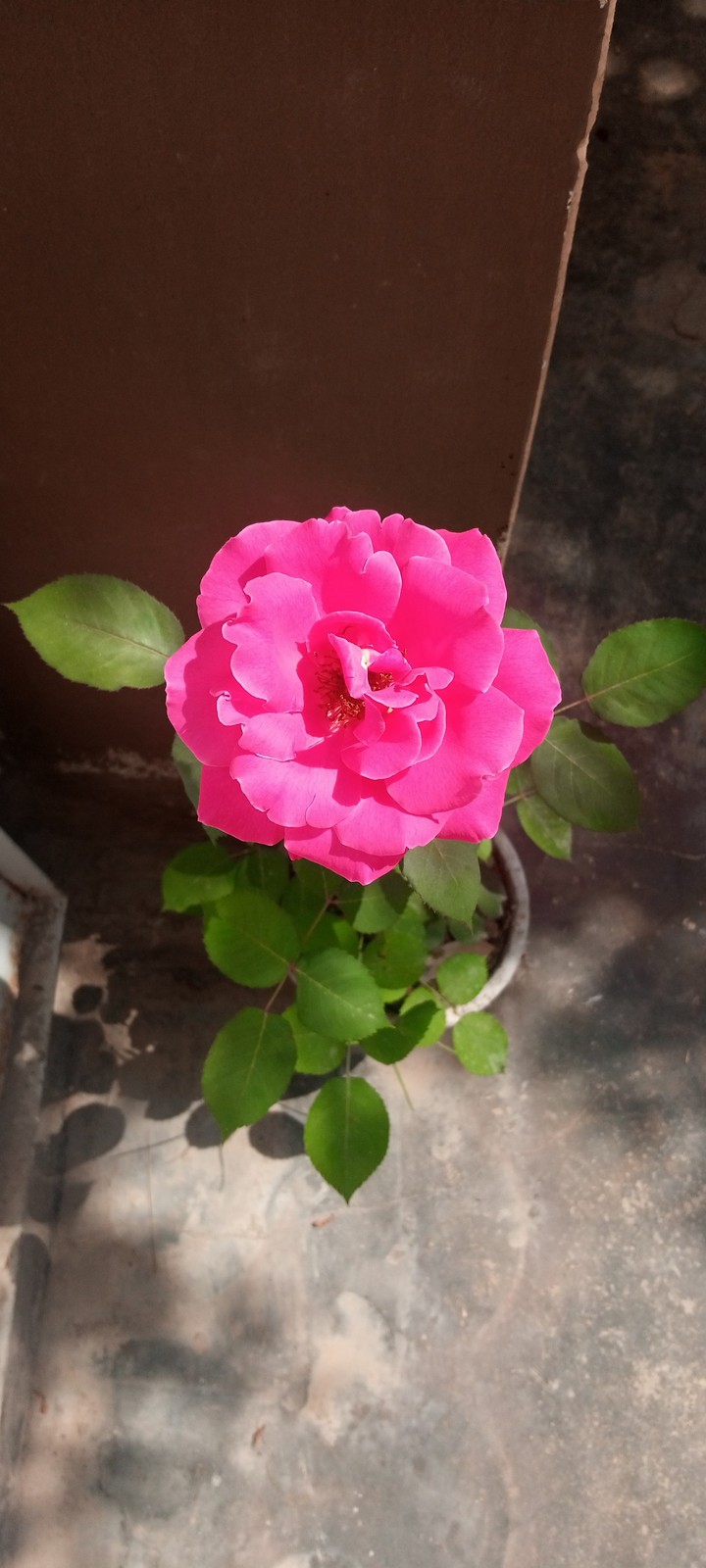 .,