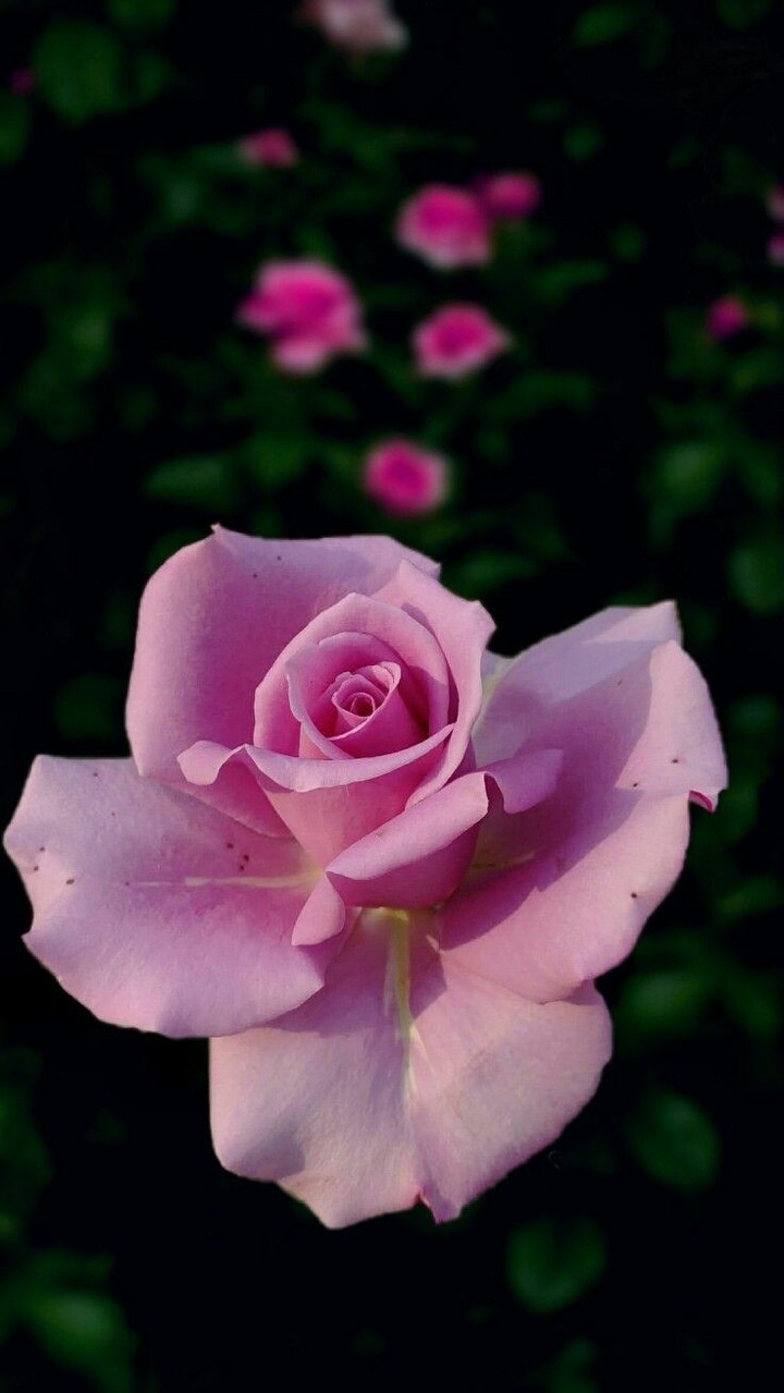 rosas