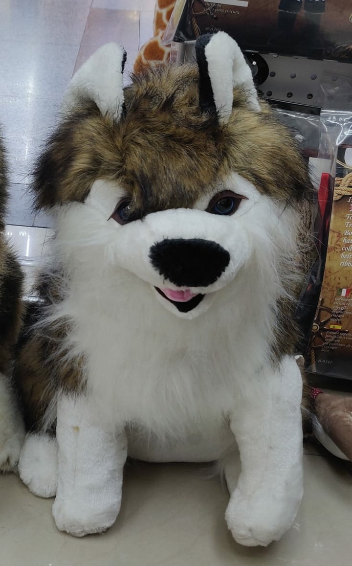 dog
