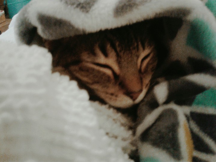 cat nap