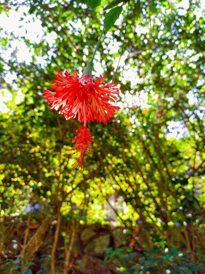 flower