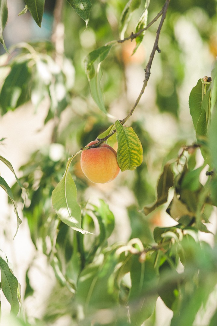 Fruit