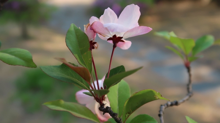 malus micromalus