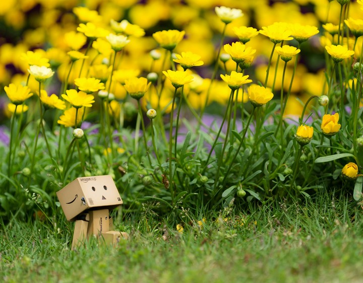 danbo