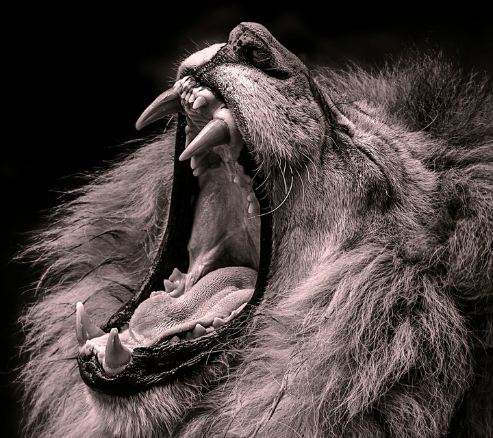King