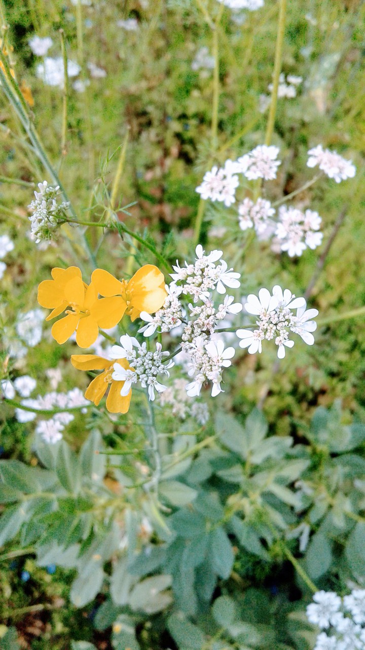 yellow flower