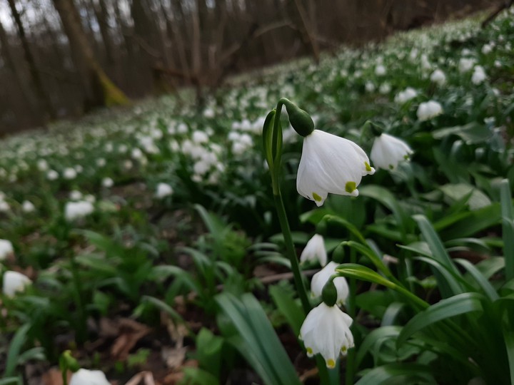 flowet walk in märz